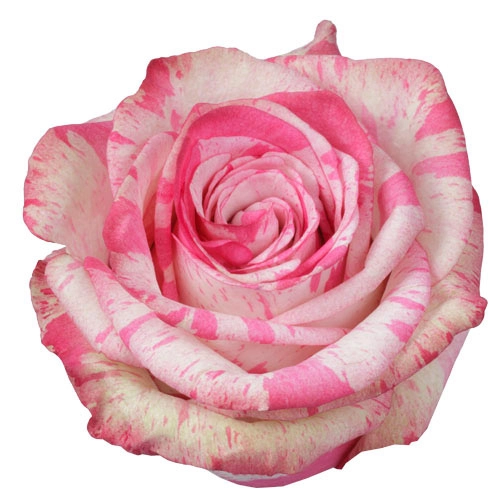  Roses 50cm Bicolor Pink Magic Times
