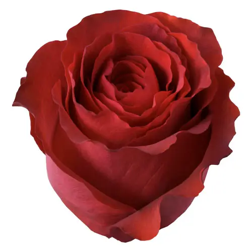 Roses 60cm Earth Tone Matilda