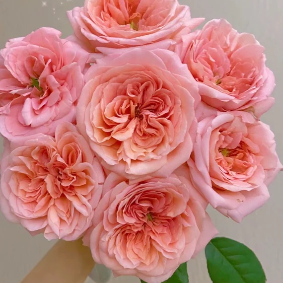  Roses Premium London Eye