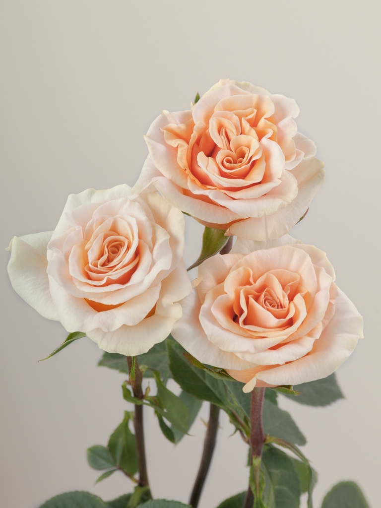  Roses 50 cm Garden Peach Phoenix