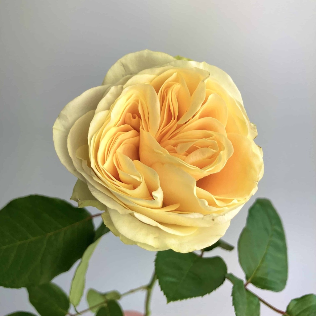  Roses Premium Buttercup