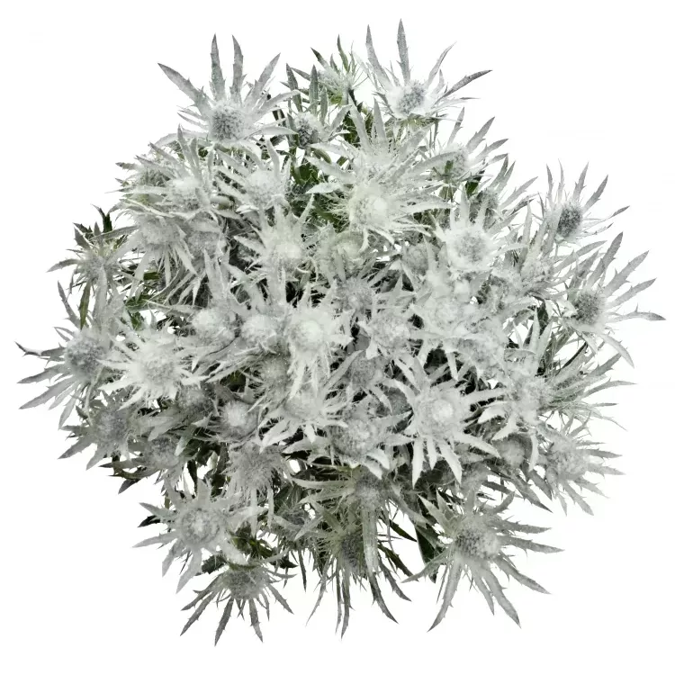 Eryngium White 70 cm