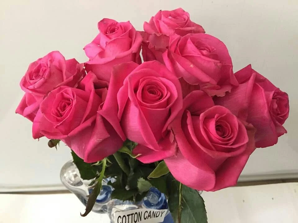 Roses 60cm Hot Pink Cotton Candy