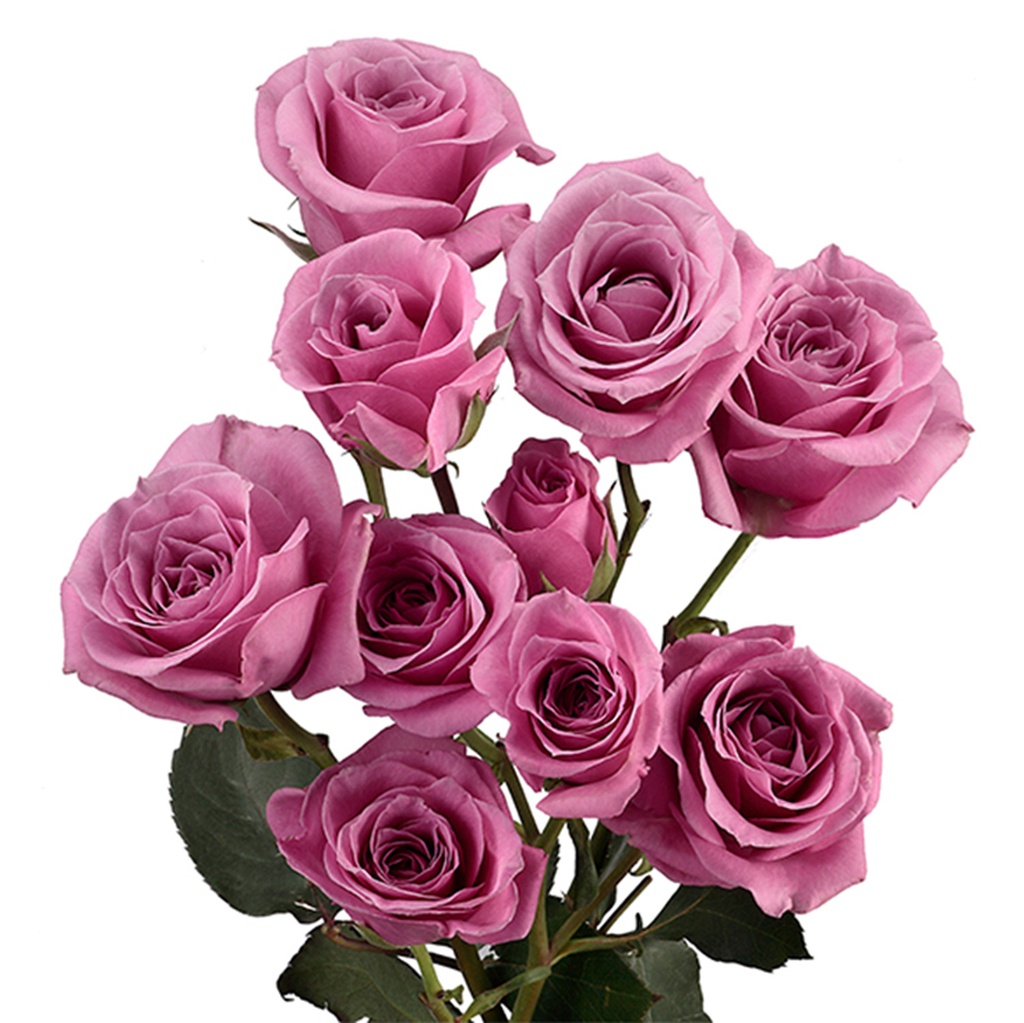  Spray Roses 50cm Lavender Blue Moon