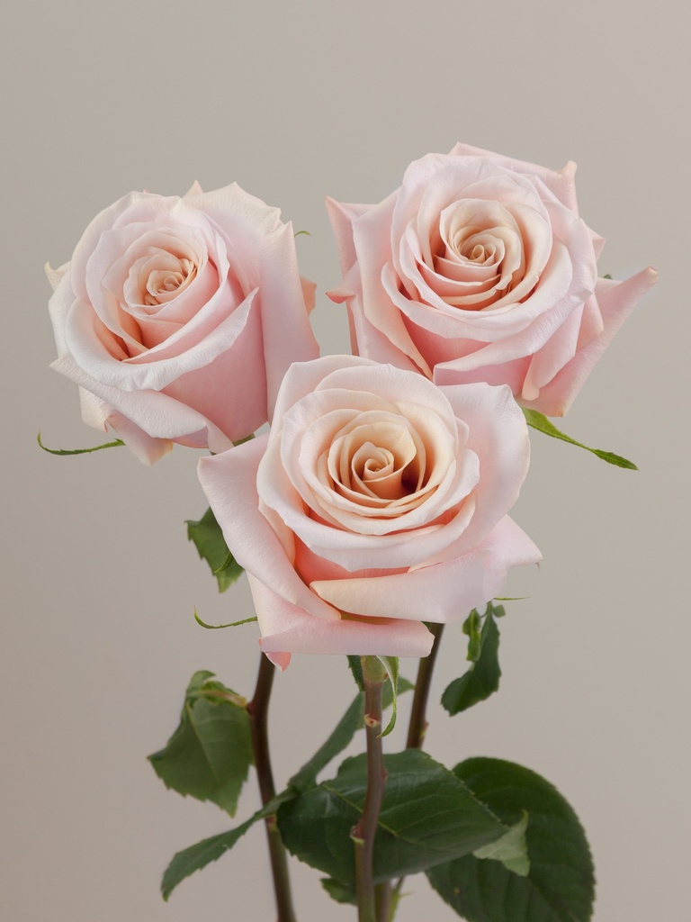  Roses Premium Peach Mother Of Pearl