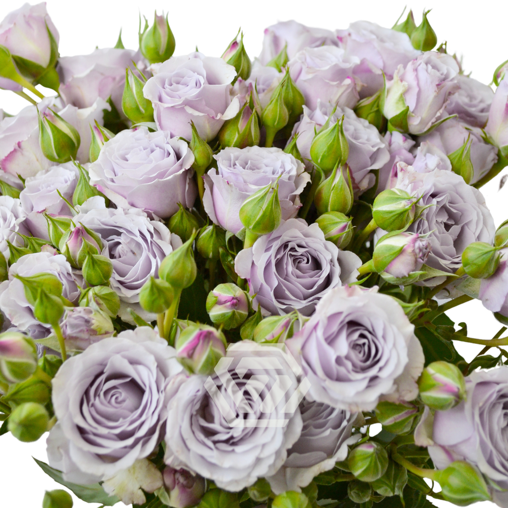  Spray Roses 50cm Silver Mikado