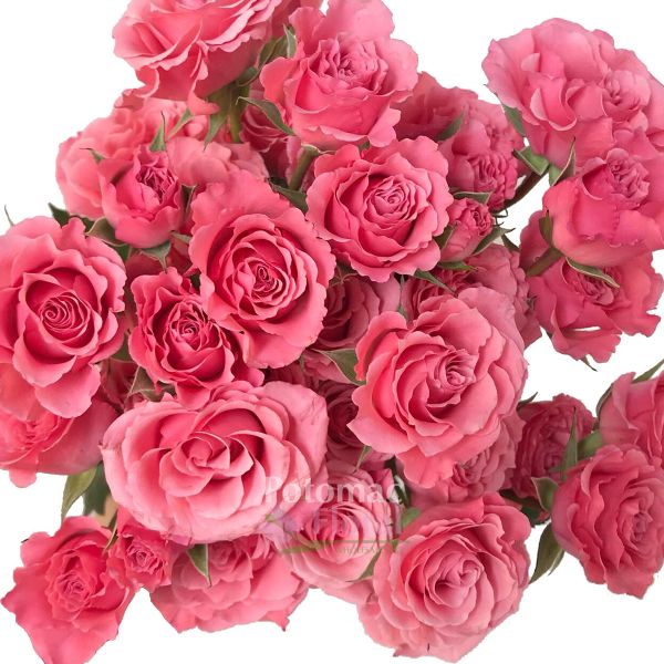  Spray Roses 50cm Eva