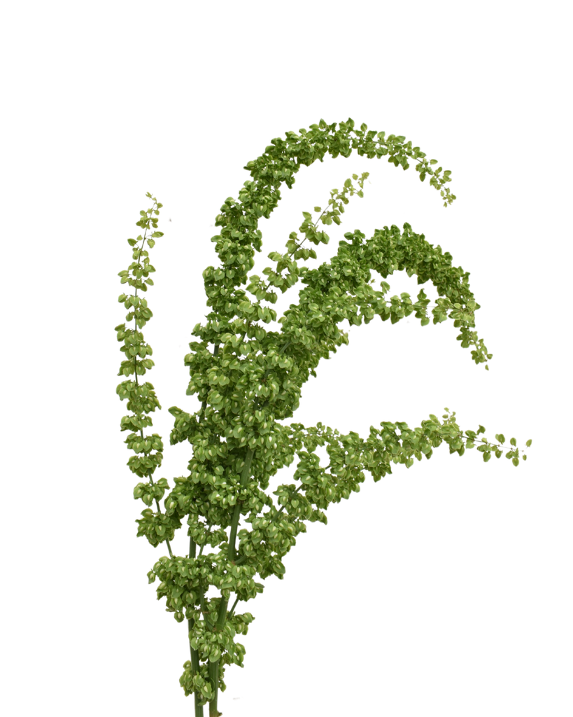 Greenery Rumex Unicorn