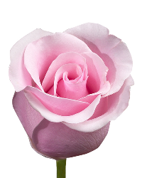  Roses 60cm Pink Titanic