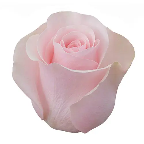  Roses 60cm Pink Titanic