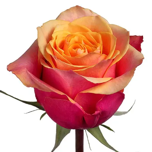  Roses 50cm Bicolor Orange Cherry Brandy