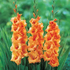 Gladiolus Orange Lia