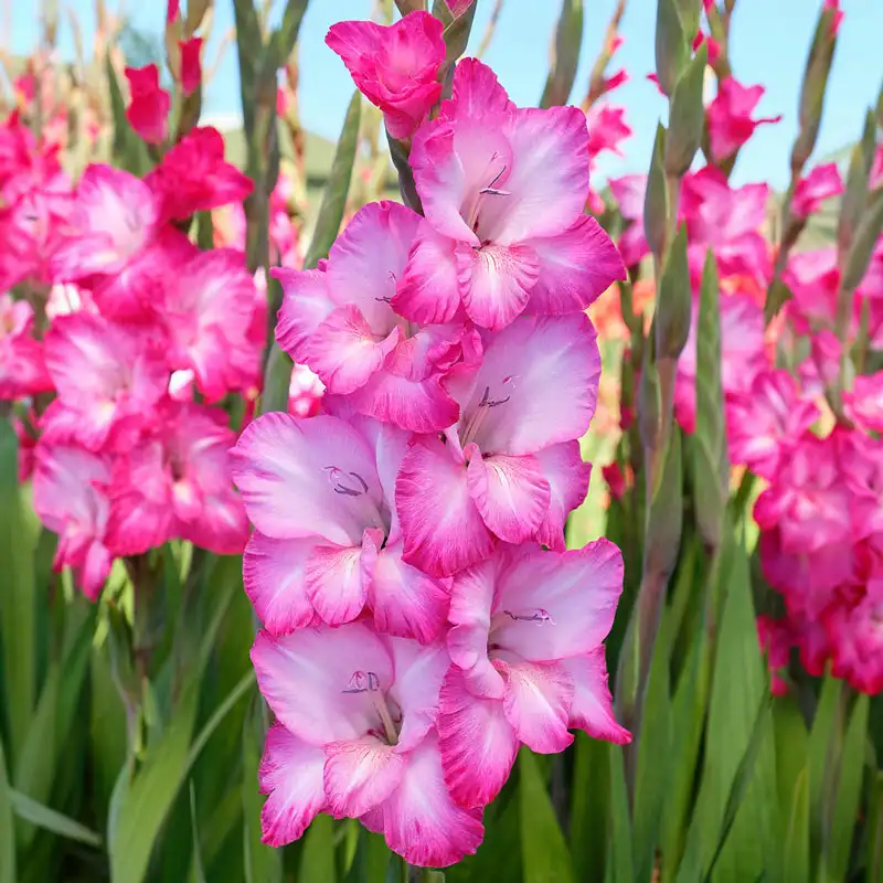 Gladiolus Pink Kelly