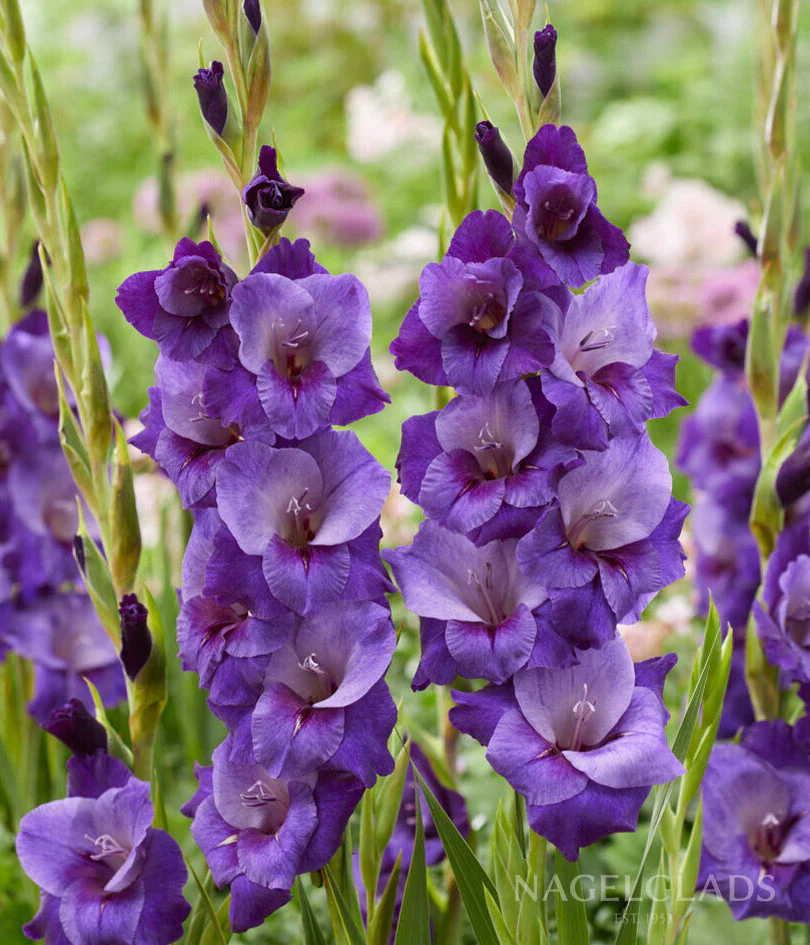 Gladiolus Purple