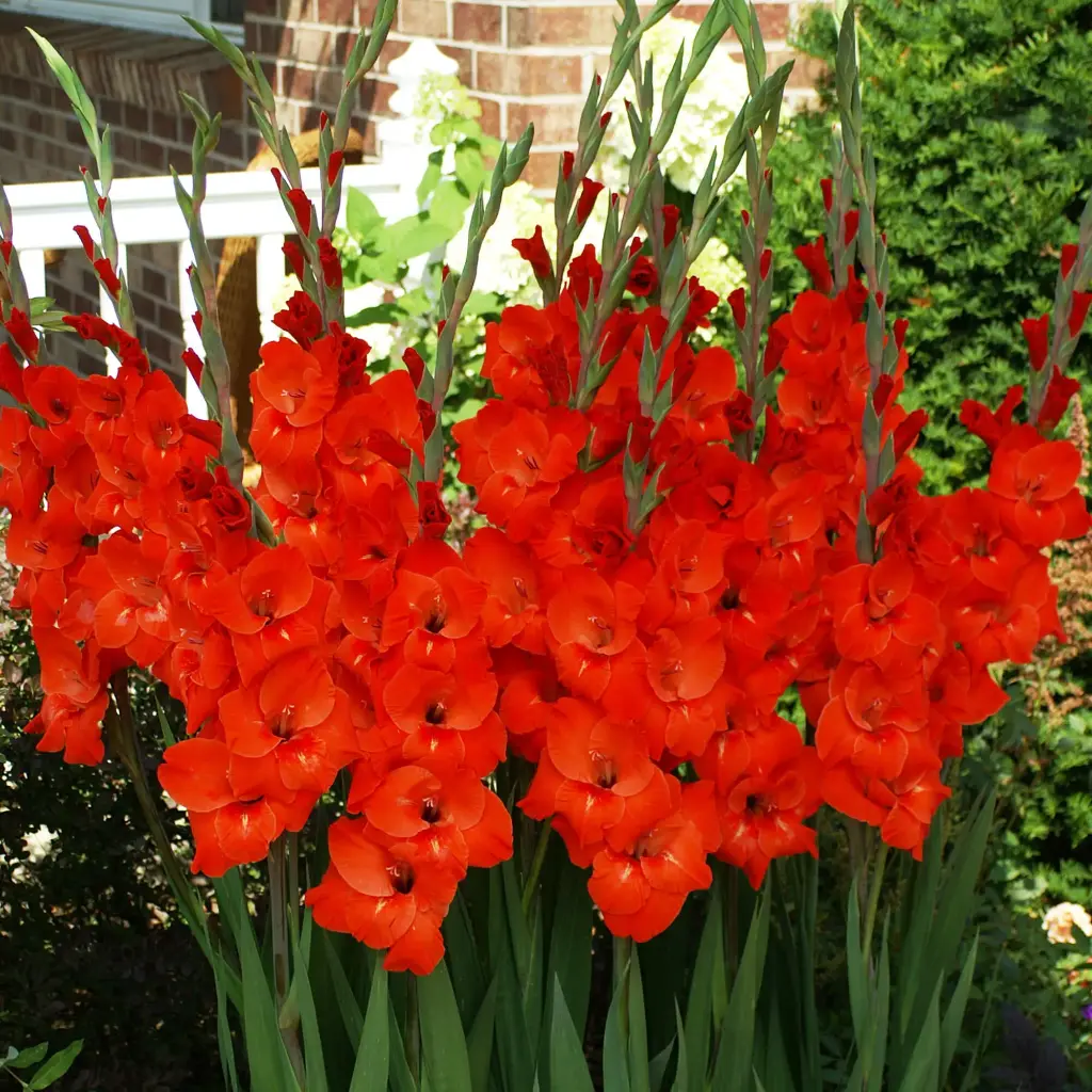 Gladiolus Red Tom