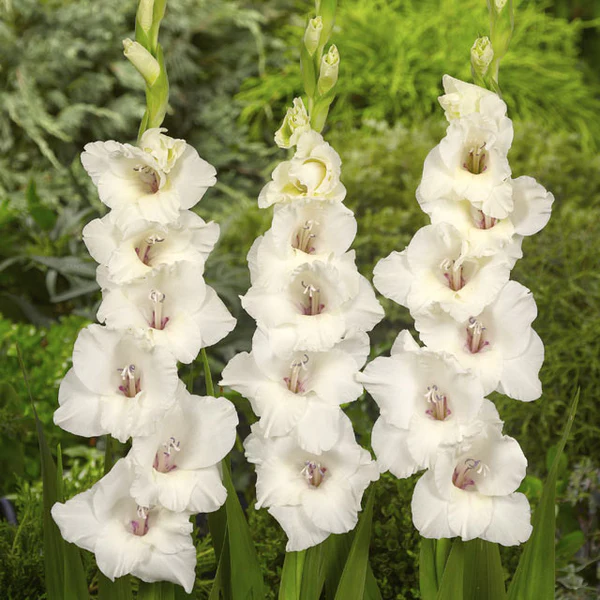Gladiolus White Amber