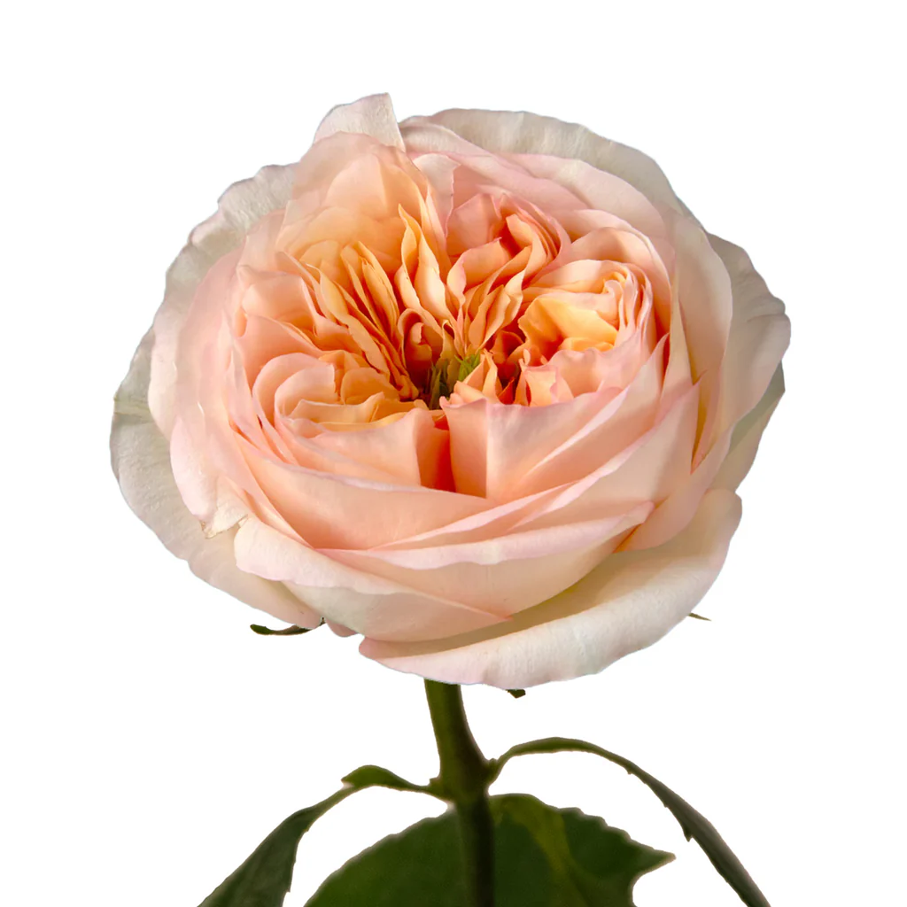 Roses 60cm Garden Like Cream Xpression