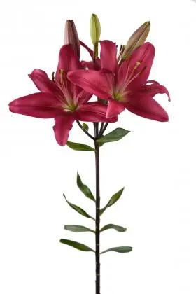Lily LA Red