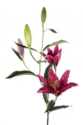 Lily Oriental Red 