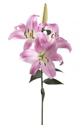 Lily Oriental Pink