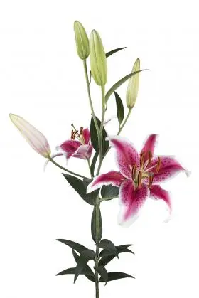 Lily Oriental Hot Pink