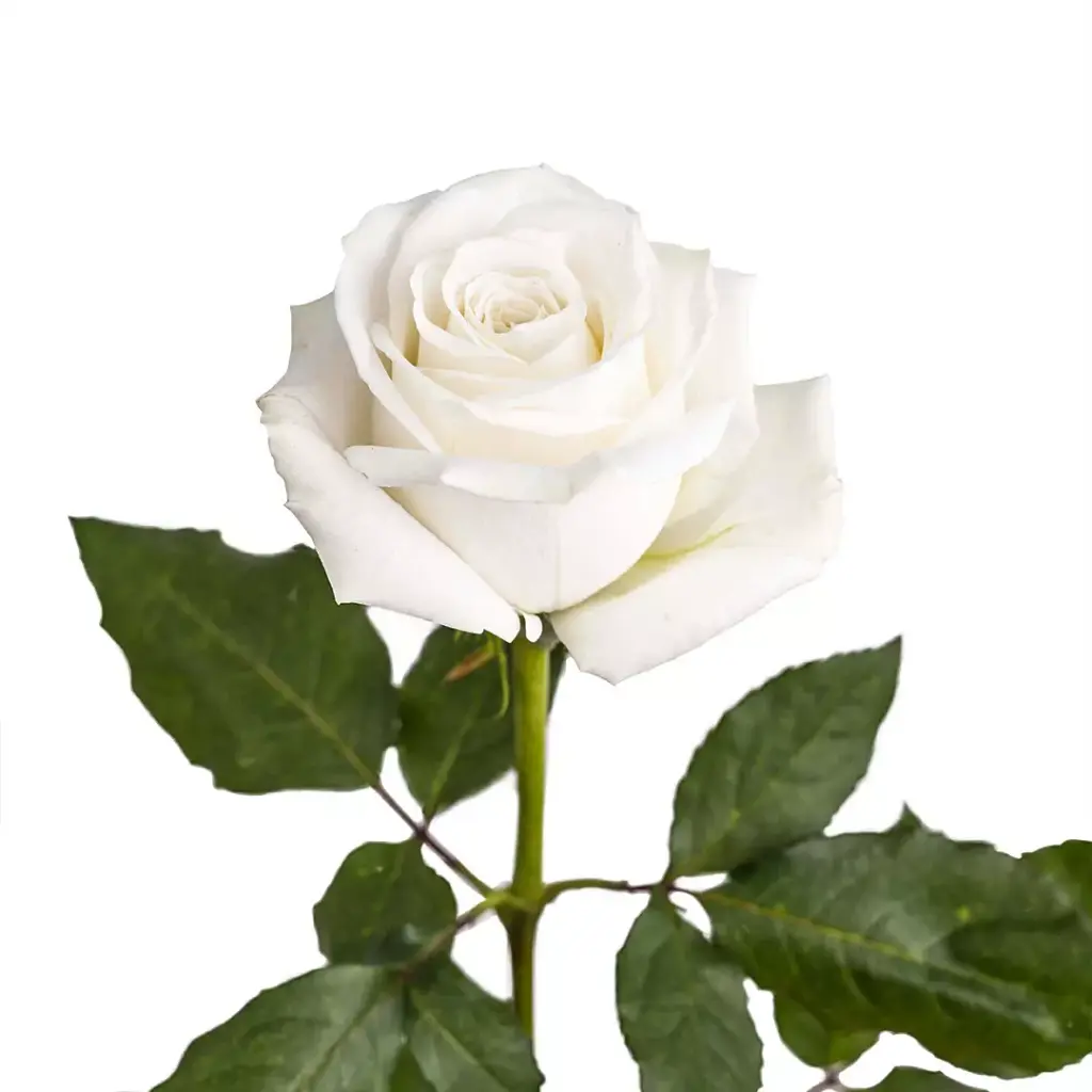  Roses 70cm White Playa Blanca 