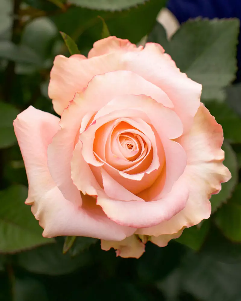  Roses 70cm Peach Shimmer 