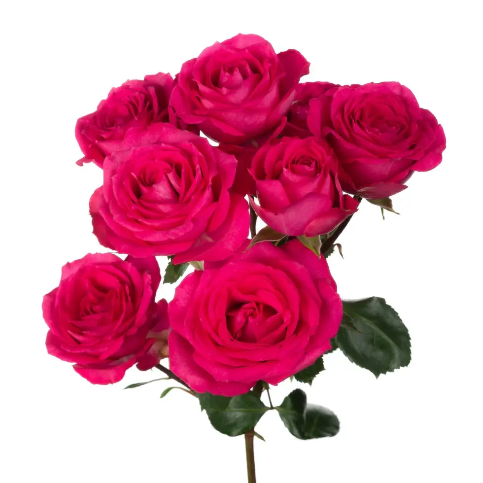   Roses Spray Garden 50cm Bellalinda Hot Pink Cerise