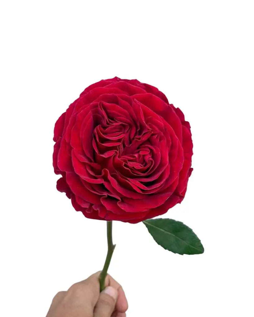  Roses Premium Mayra Garden Red