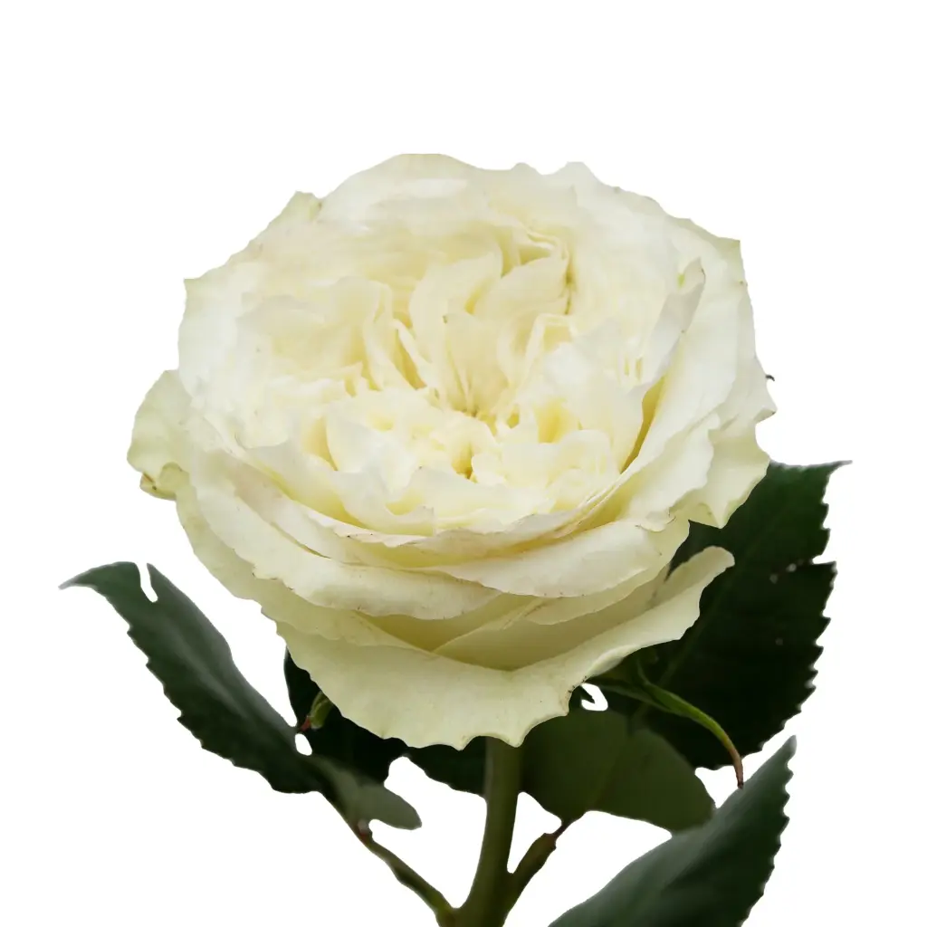  Roses Premium Mayra Garden White