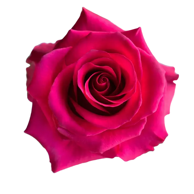 Roses 60cm Hot Pink Tina