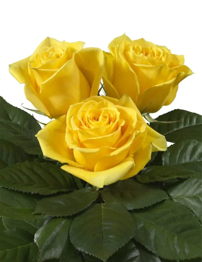 Roses 50cm Yellow Giselle