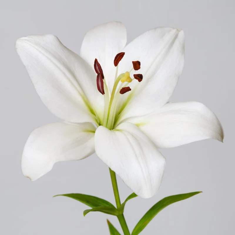 Lily Oriental White