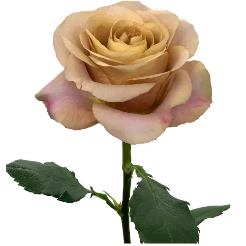 Roses 50cm Symbol