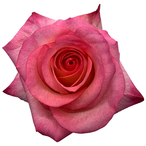 Roses 50cm Barista