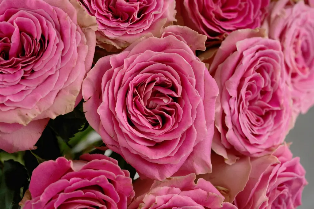 Roses 50cm Pink Sara E