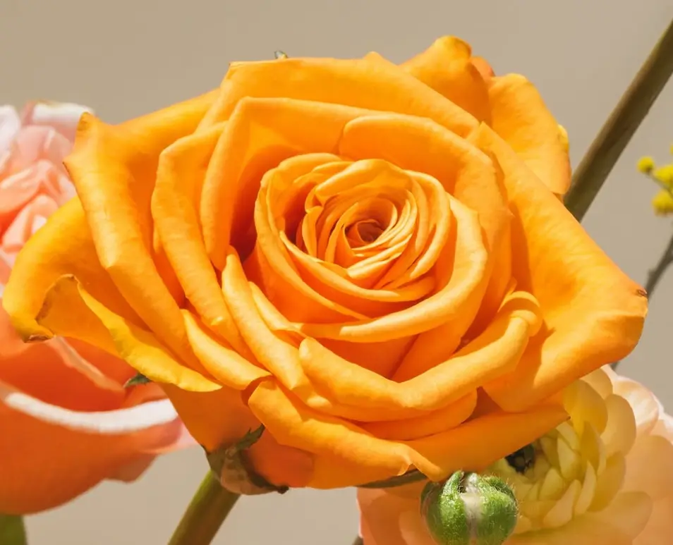 Roses 50cm Honeydrop