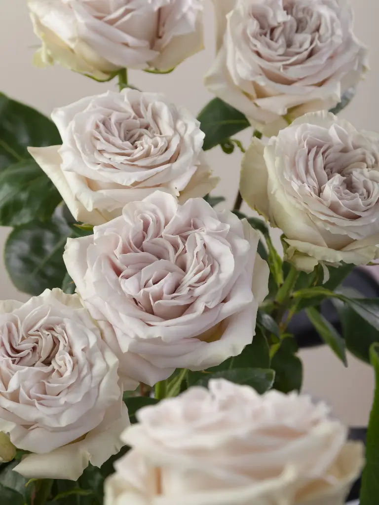 Roses 50cm Wesminster Abbey