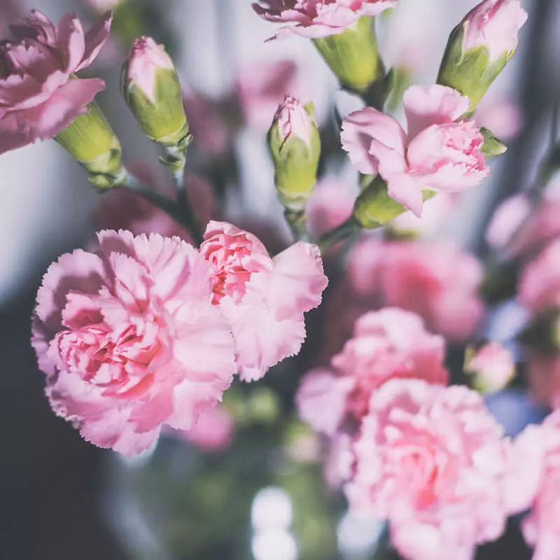 Carnations Mini Pink