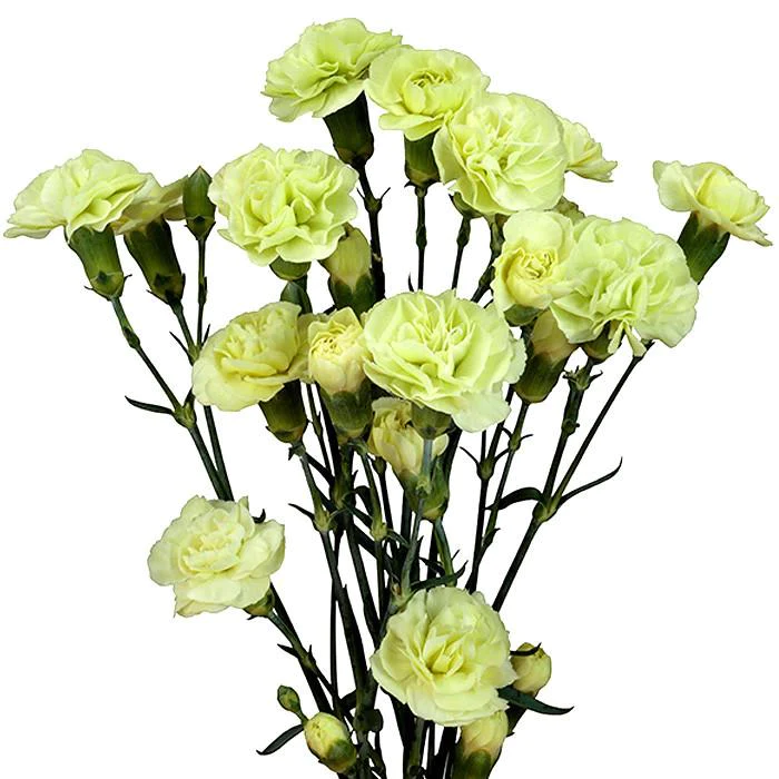 Carnations Mini Green