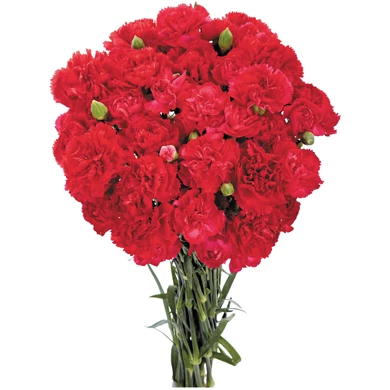 Carnations Mini Red