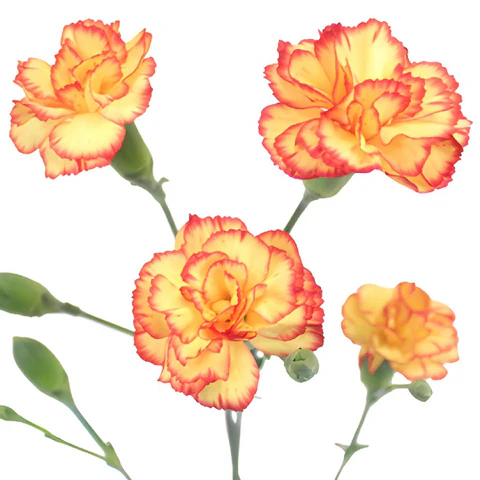 Carnations Mini Bicolor Yellow