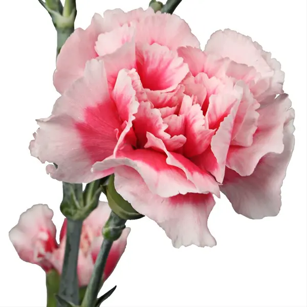Carnations Mini Bicolor Pink