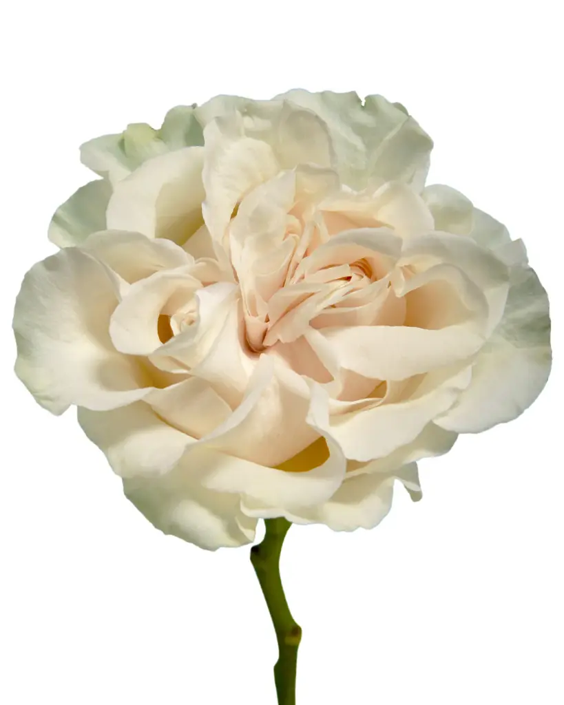  Roses 50cm Garden Like Cotton Xpression