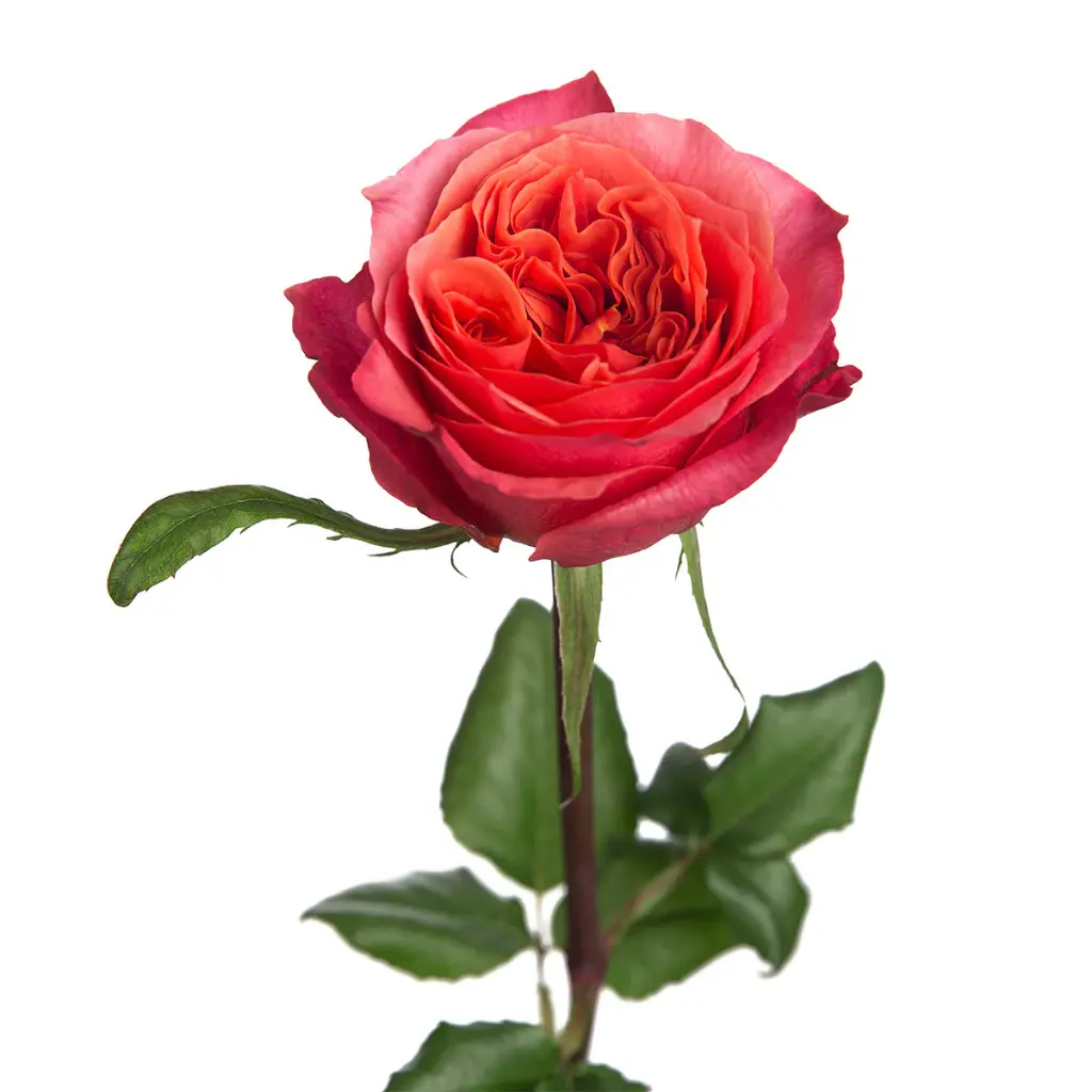 Roses 50cm Garden Like Dark Xpression