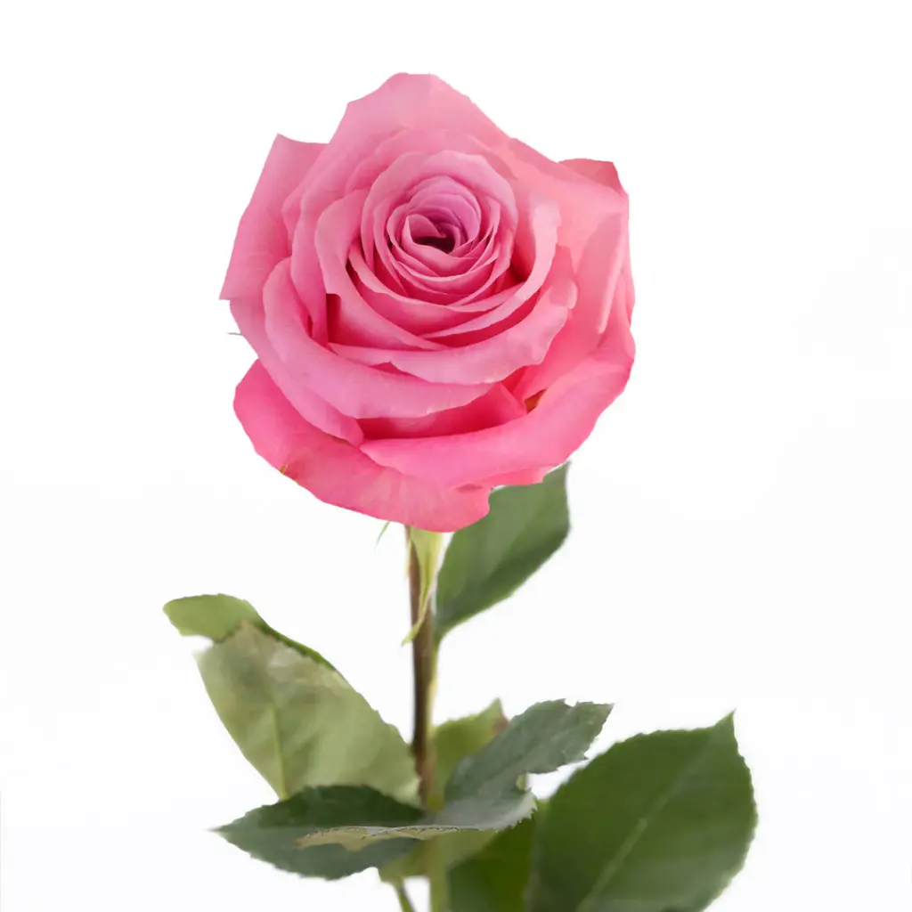 Roses 60cm New Aqua