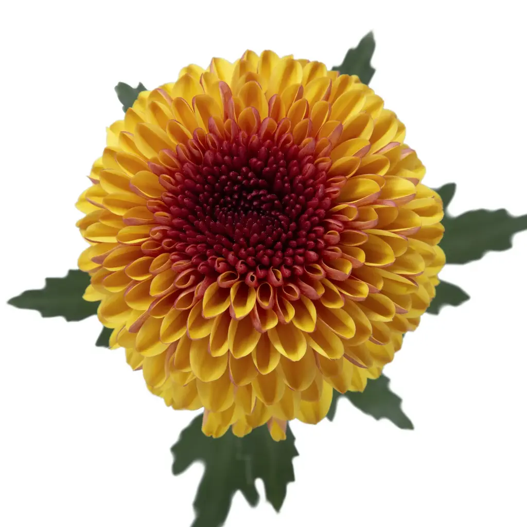 Chrysanthemum Super Buttons Mochi Yellow