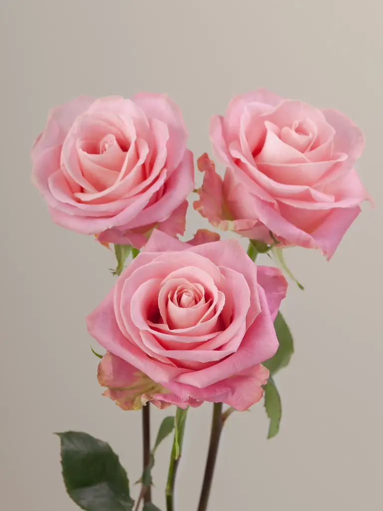  Roses 60cm Pink Hermosa 