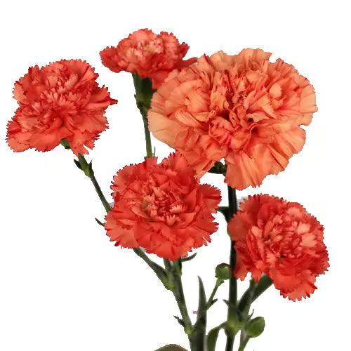 Carnations Mini Orange