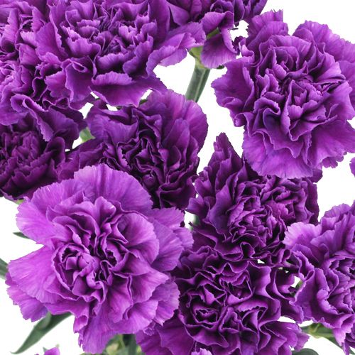 Carnations Mini Purple